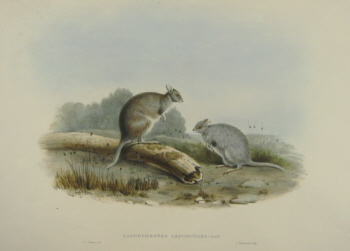 John Gould Macropods